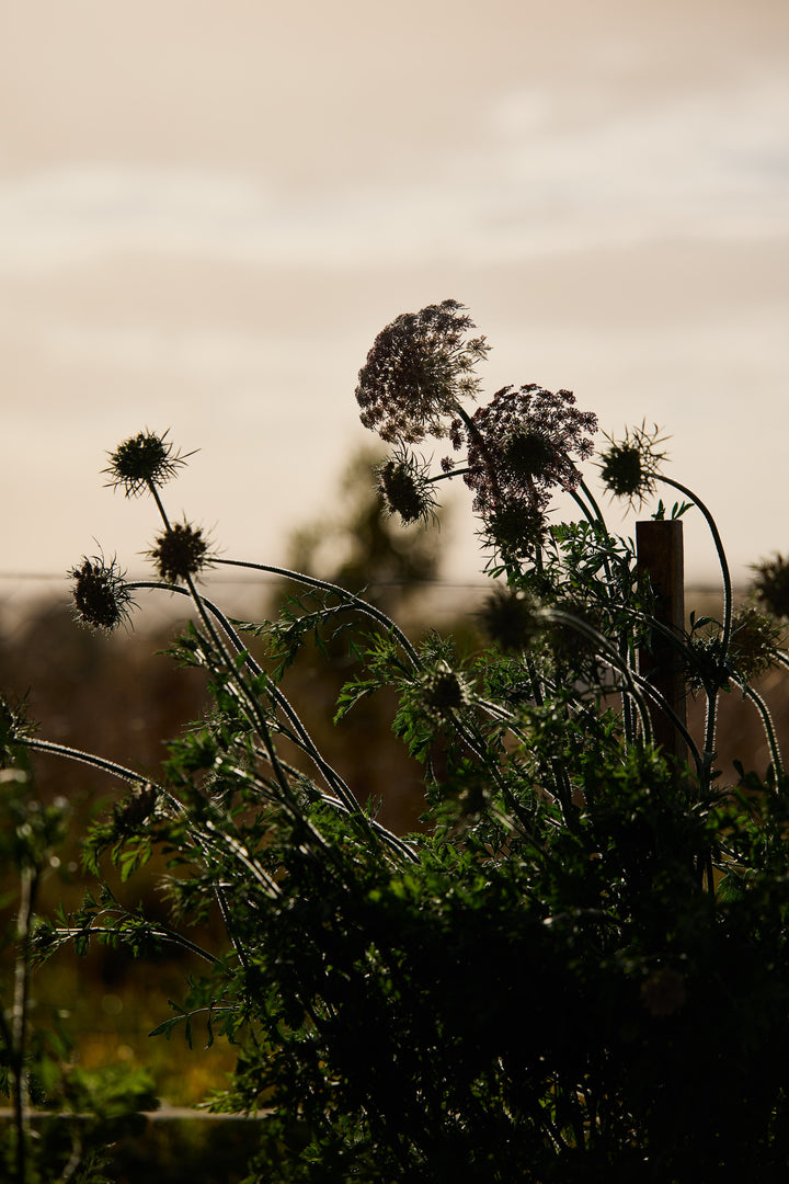 Queen Anne's Lace Chocolate Flower | X 150 Seeds