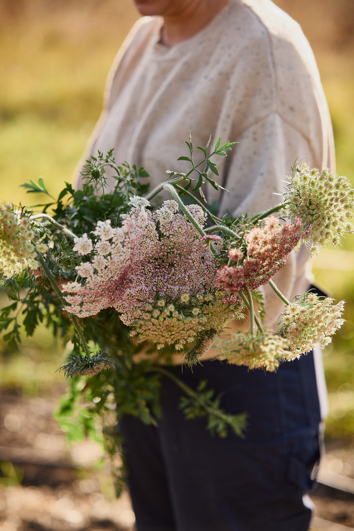 Queen Anne's Lace Chocolate Flower | X 150 Seeds