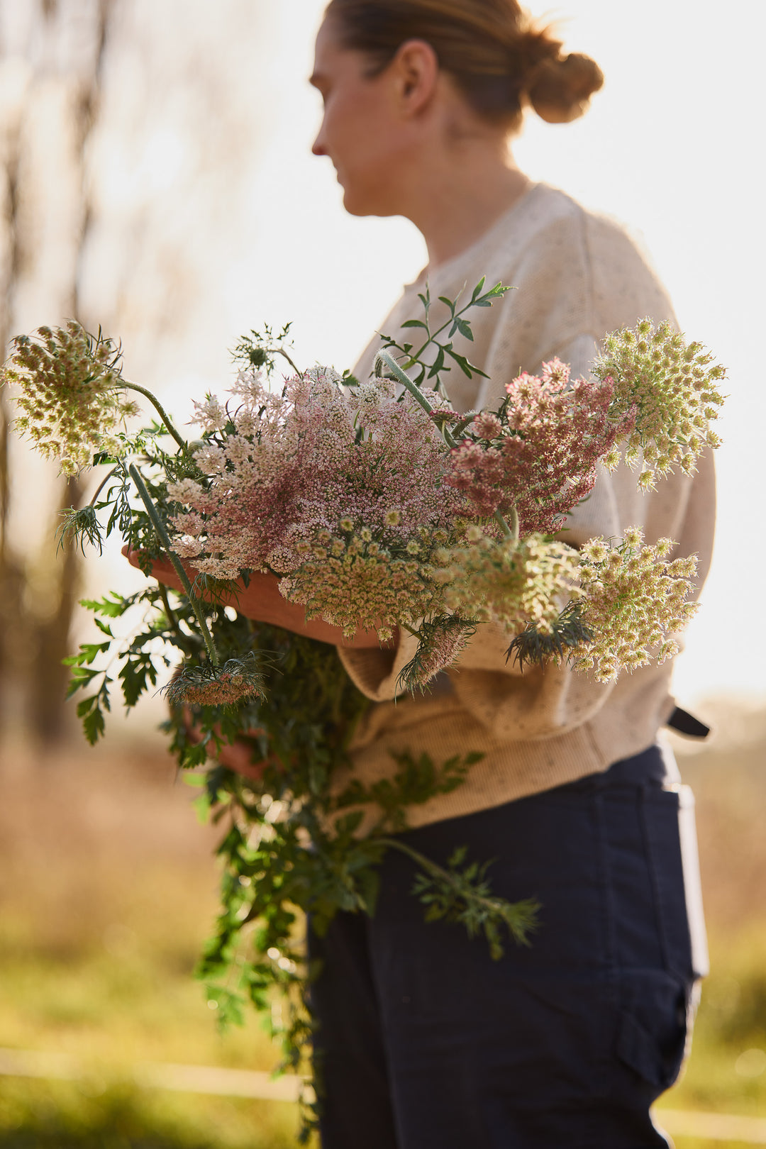 Queen Anne's Lace Chocolate Flower | X 150 Seeds