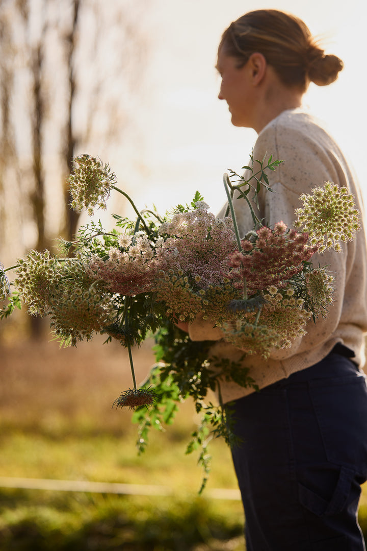 Queen Anne's Lace Chocolate Flower | X 150 Seeds