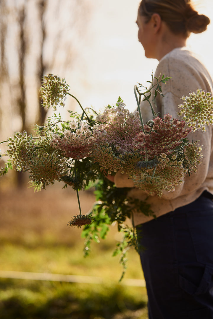 Queen Anne's Lace Chocolate Flower | X 150 Seeds