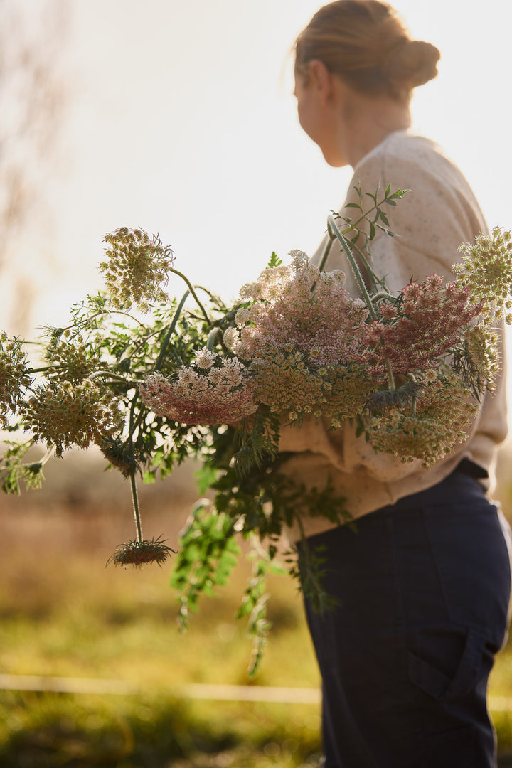 Queen Anne's Lace Chocolate Flower | X 150 Seeds