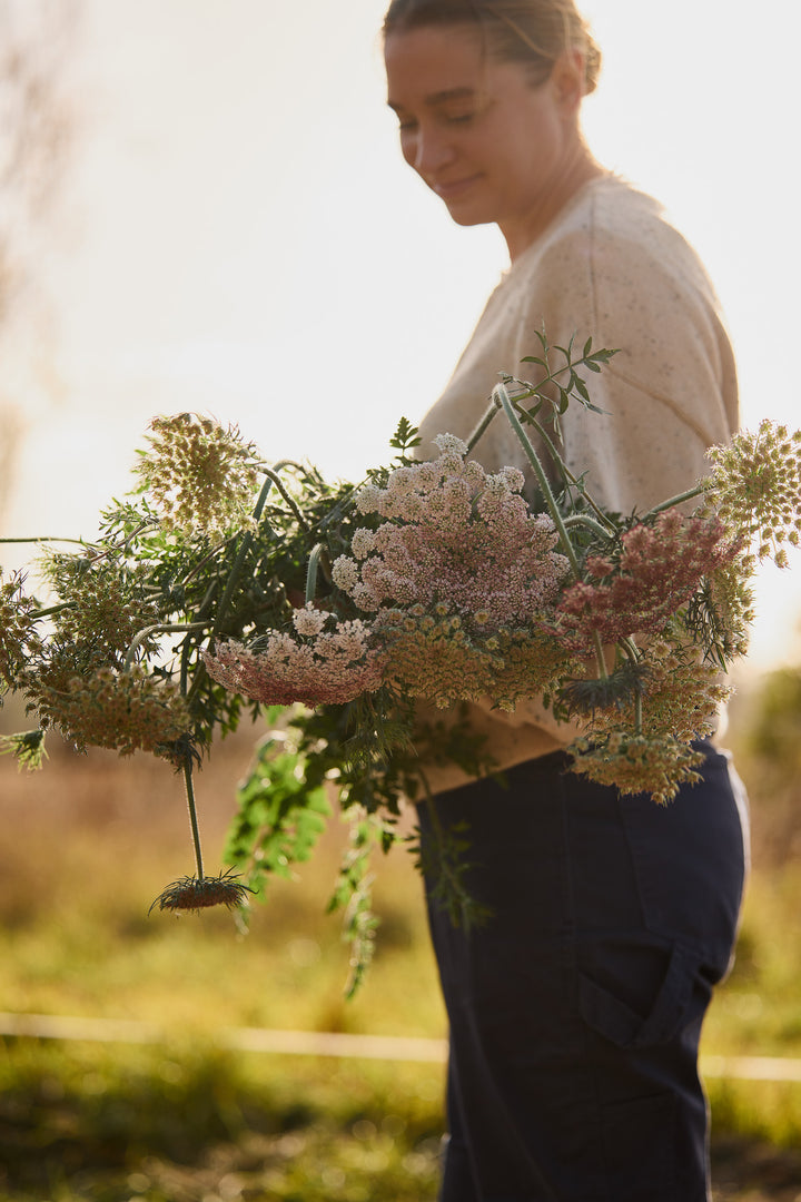 Queen Anne's Lace Chocolate Flower | X 150 Seeds