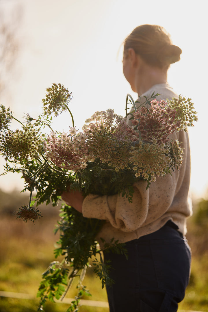 Queen Anne's Lace Chocolate Flower | X 150 Seeds