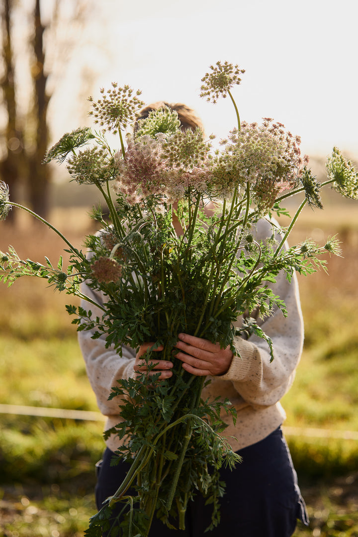 Queen Anne's Lace Chocolate Flower | X 150 Seeds
