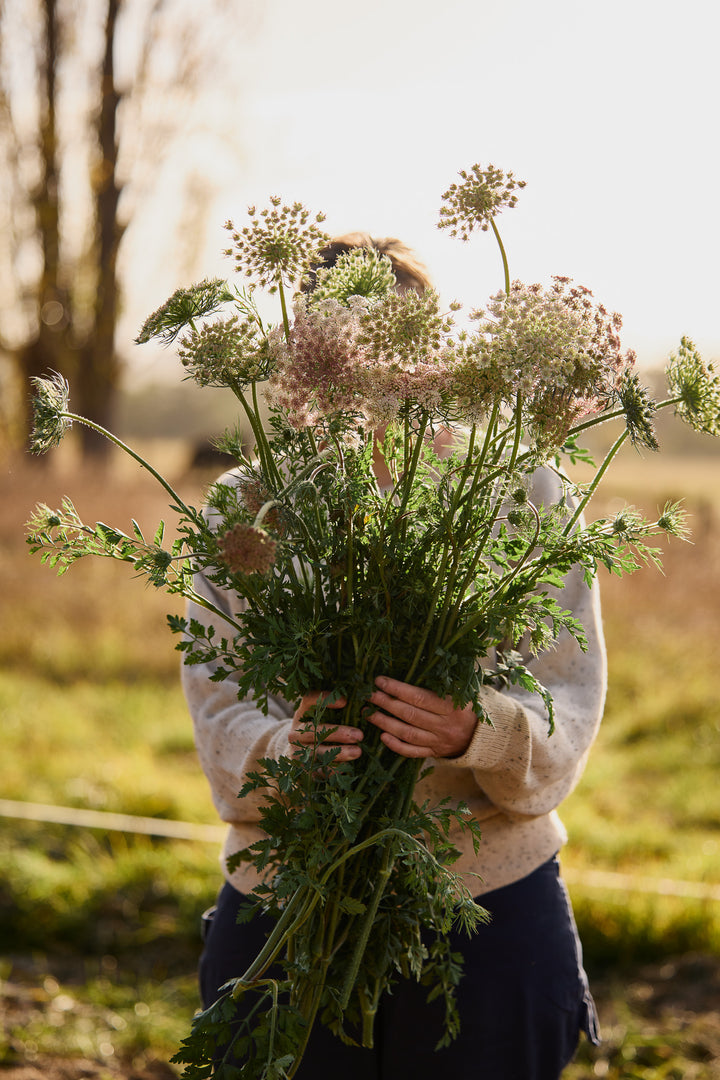 Queen Anne's Lace Chocolate Flower | X 150 Seeds