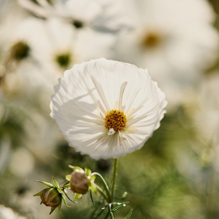 Cosmos Cupcake White Flower | X 30 Seeds