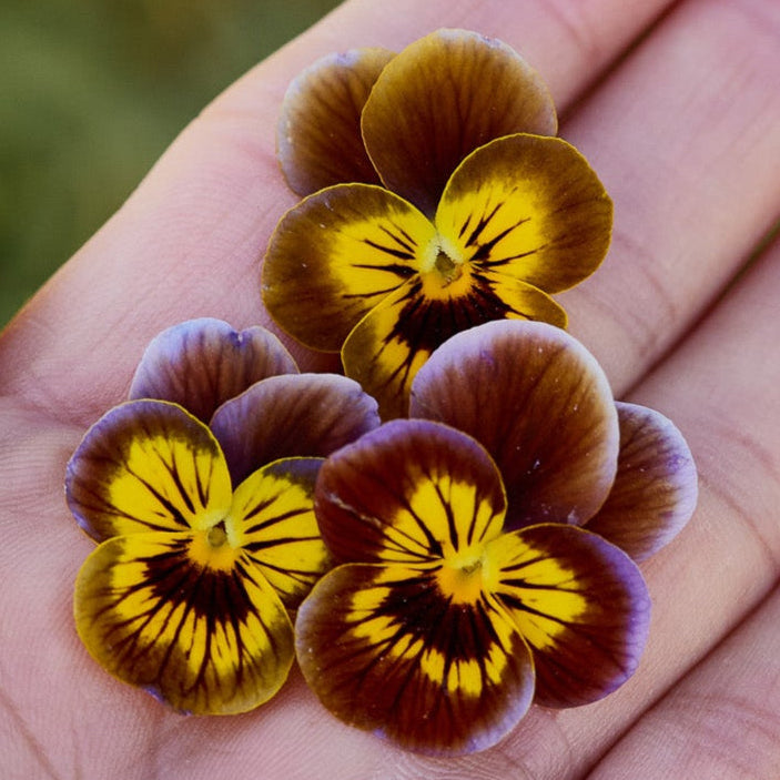 Viola Caramella Bronze Lilac Flower | X 30 Seeds