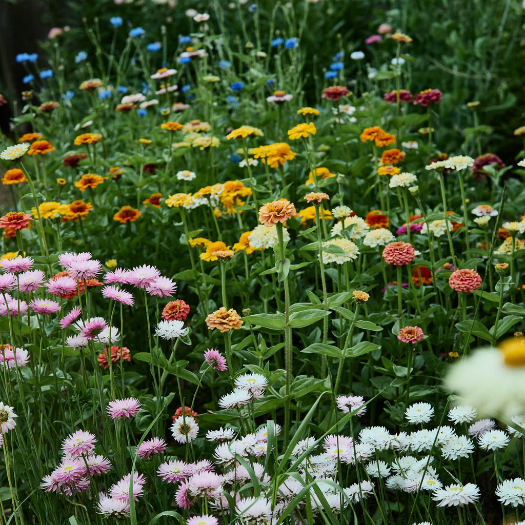 bee and butterfly flower seed mix Bee + Butterfly Flower Mix Seeds – Veggie & Flower Garden Seeds
