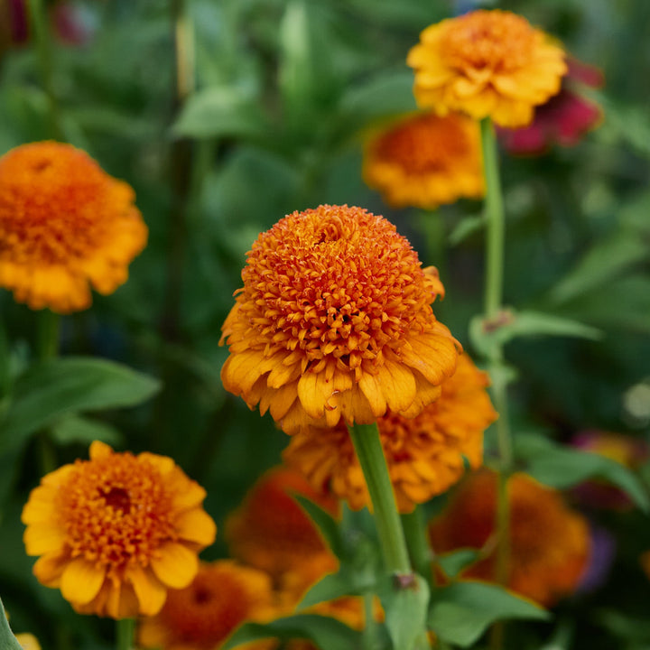 Zinnia Elegans Cresto Orange Flower | X 30 Seeds