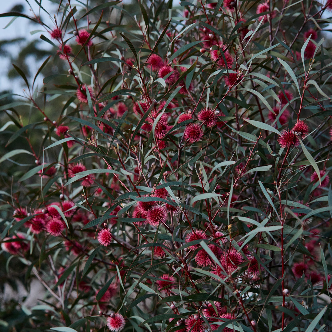 Hakea laurina Pincushion Hakea Kodjet Australian Native | X 5 Seeds (NOT TO SA)