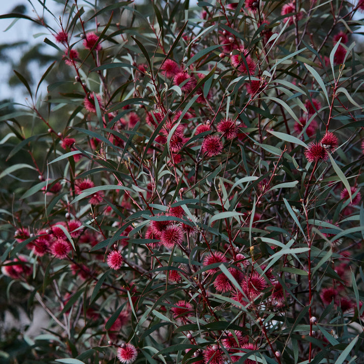 Hakea laurina Pincushion Hakea Kodjet Australian Native | X 5 Seeds (NOT TO SA)