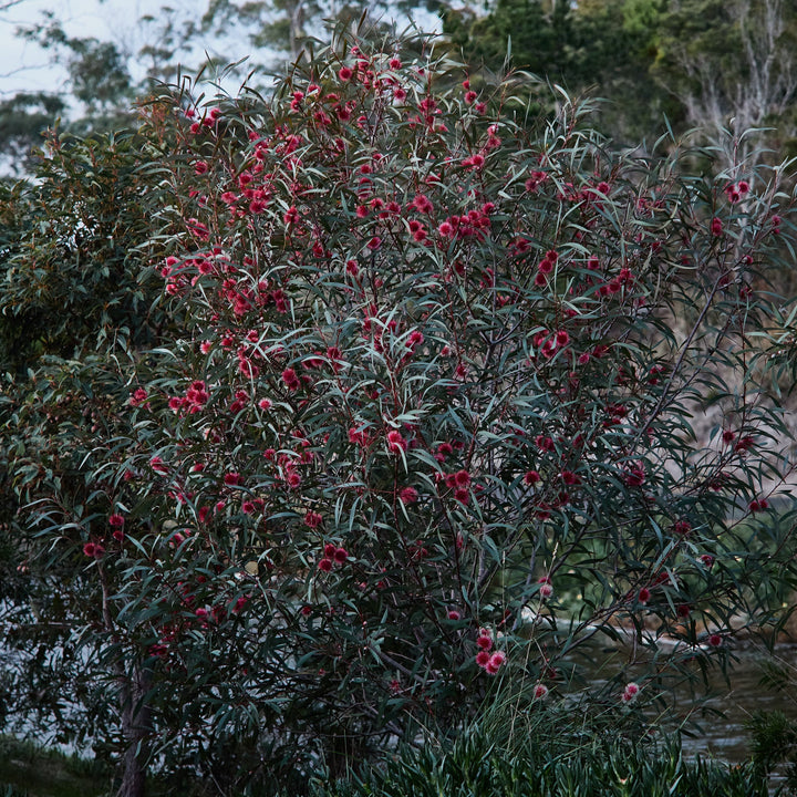 Hakea laurina Pincushion Hakea Kodjet Australian Native | X 5 Seeds (NOT TO SA)