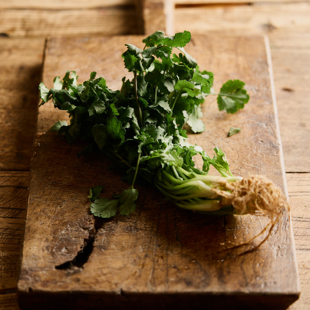 Coriander Hacor Herb | X 100 seeds