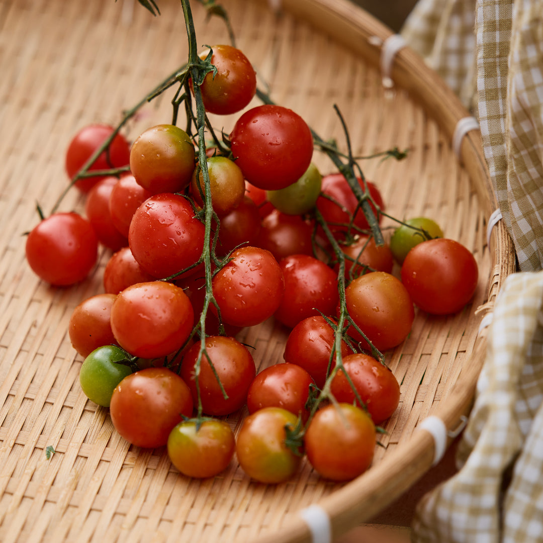 Tomato Break O'day | X 100 seeds (Not To WA)