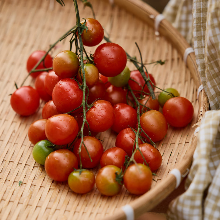 Tomato Break O'day | X 100 seeds (Not To WA)