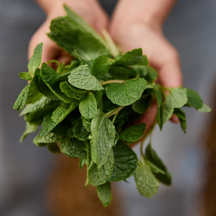 Mint Spearmint Herb | X 100 Seeds