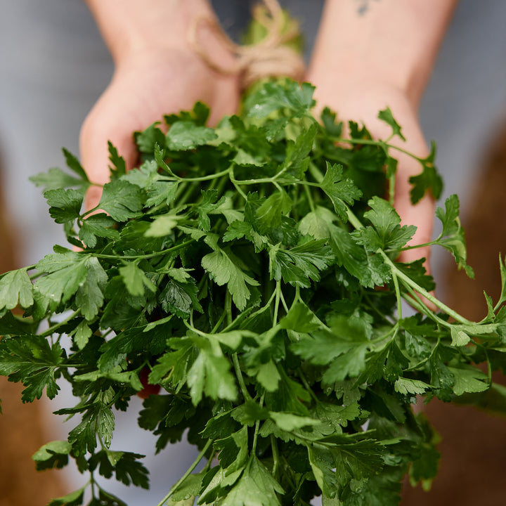 Parsley Italian Herb | X 200 Seeds