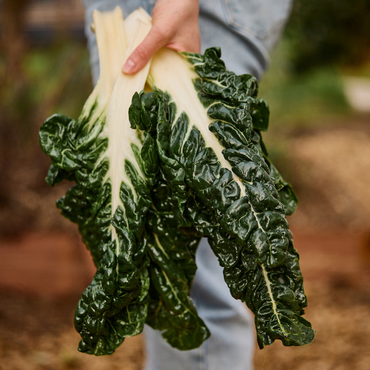 Silverbeet Fordhook Giant Vegetable | X 50 seeds