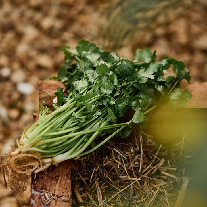 Coriander Hacor Herb | X 100 seeds