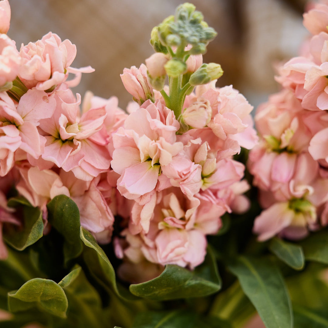Stock Giant Column Apricot Flower | X 50 Seeds
