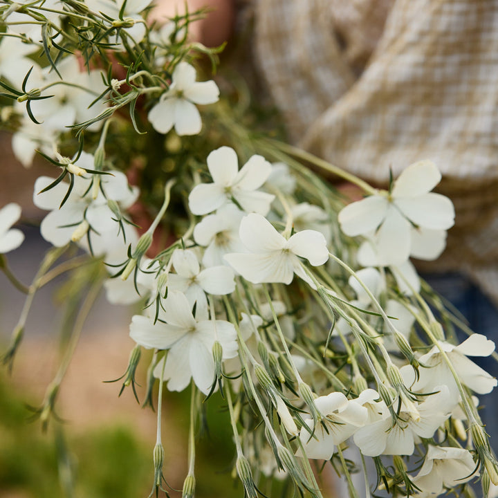 Corn Cockle Ocean Pearl White Flower | X 100 Seeds