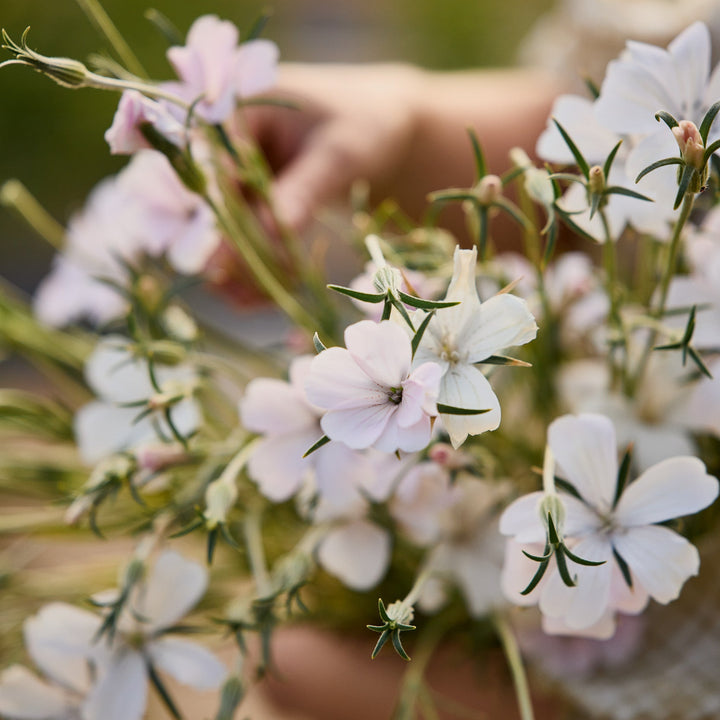 Corn Cockle Blossom Pearl Flower | X 100 Seeds