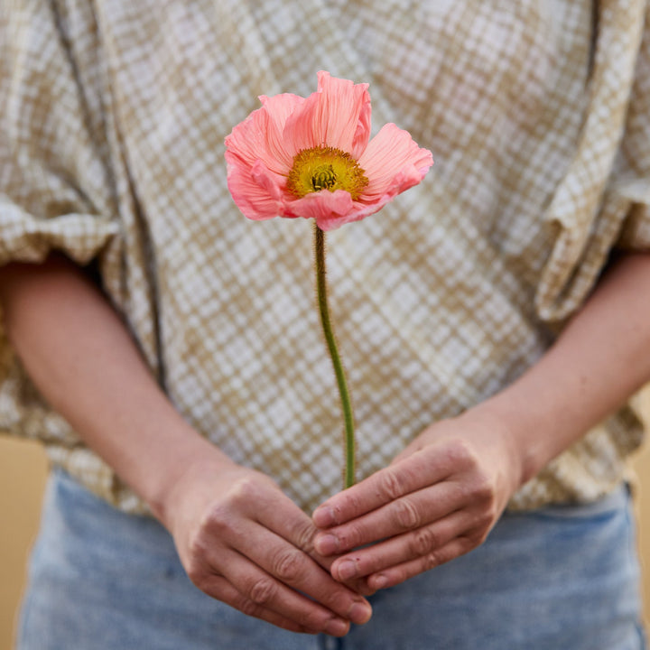 Poppy Colibri Rosa Intenso Salmonato Flower | X 50 Seeds