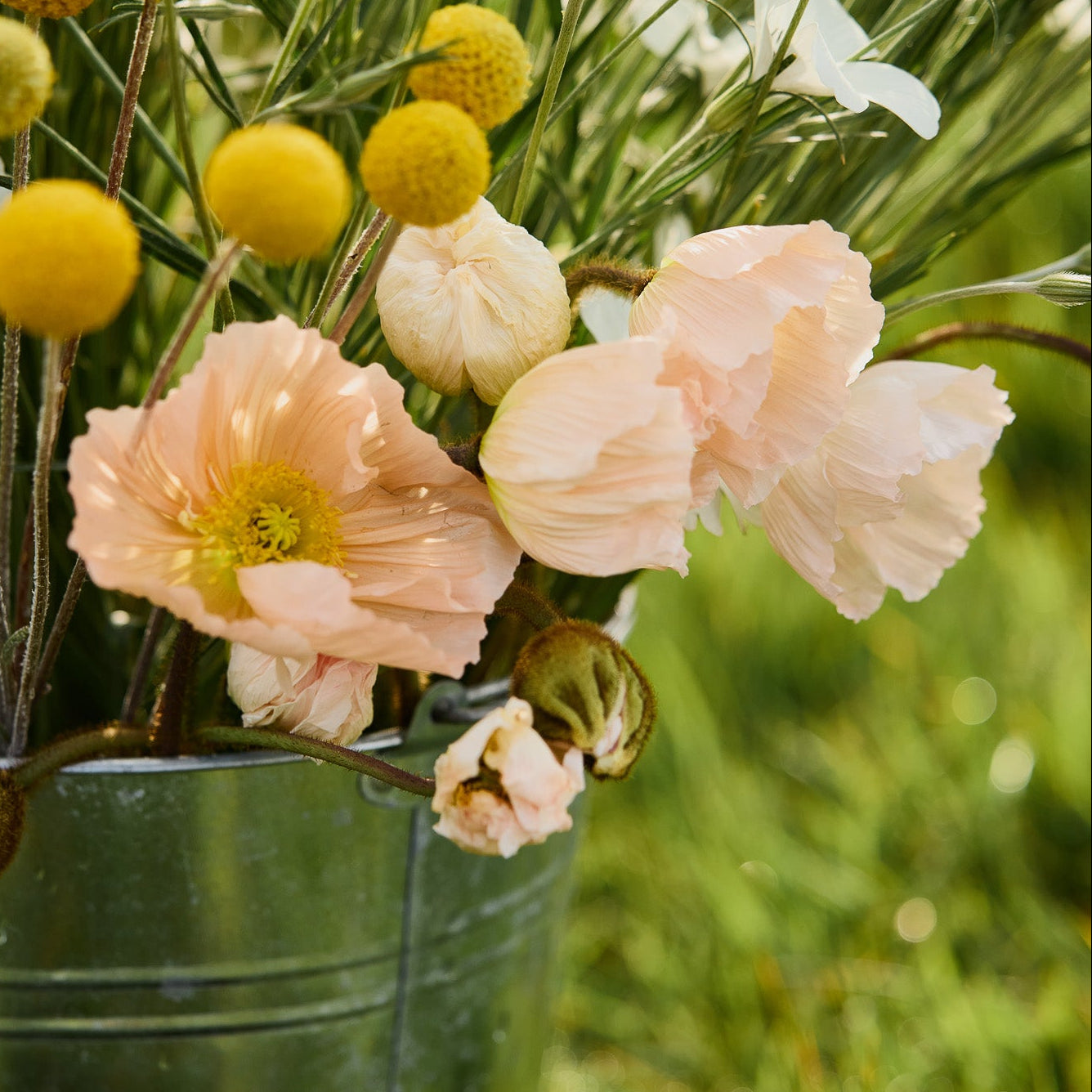 Poppy Colibri Rosa Chiaro Pastello Flower | X 50 Seeds – Veggie ...