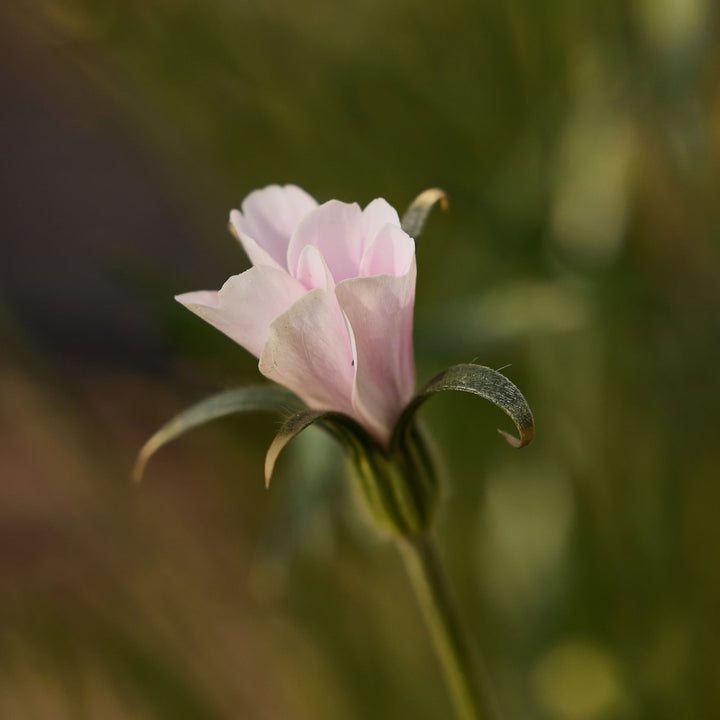 Corn Cockle Blossom Pearl Flower | X 100 Seeds