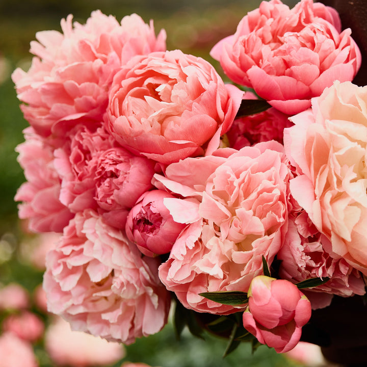 Peony Dr Alexander Fleming Root Stock (NOT TO WA)