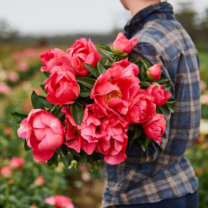 Peony Coral Charm Root Stock (NOT TO WA)