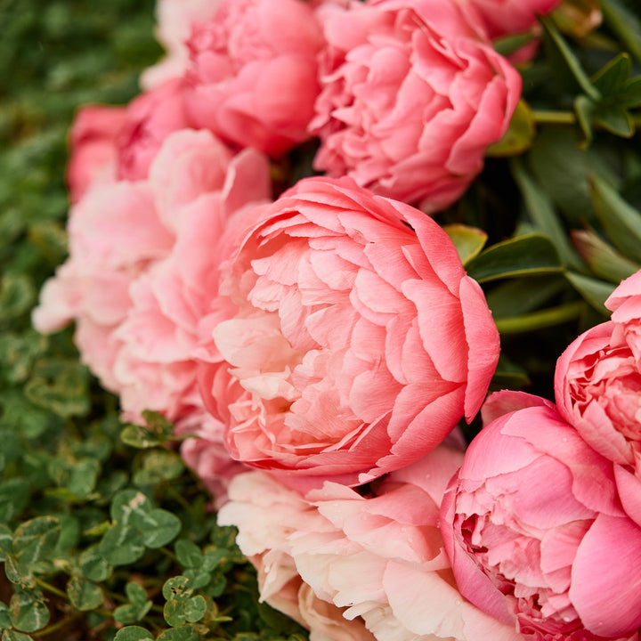 Peony Dr Alexander Fleming Root Stock (NOT TO WA)
