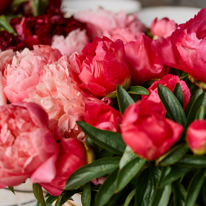 Peony Felix Supreme Root Stock (NOT TO WA)