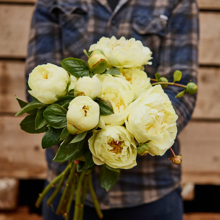 Peony Lemon Chiffon Root Stock (NOT TO WA)