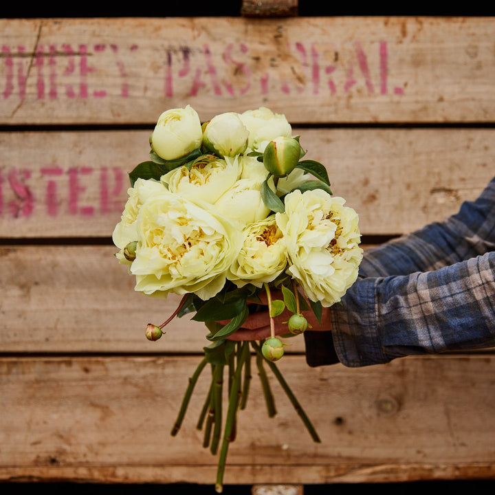 Peony Lemon Chiffon Root Stock (NOT TO WA)