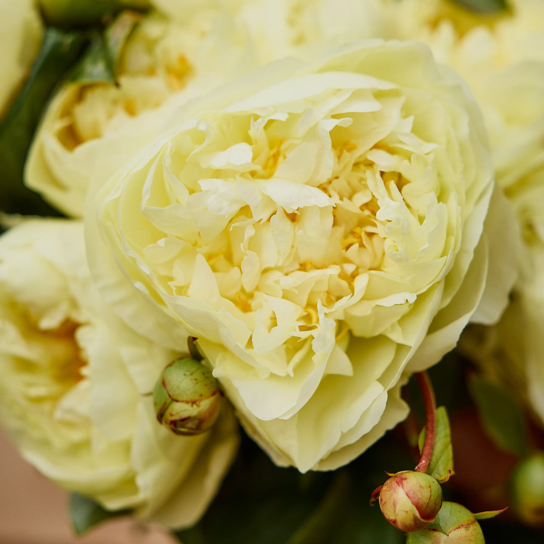 Peony Lemon Chiffon Root Stock (NOT TO WA)