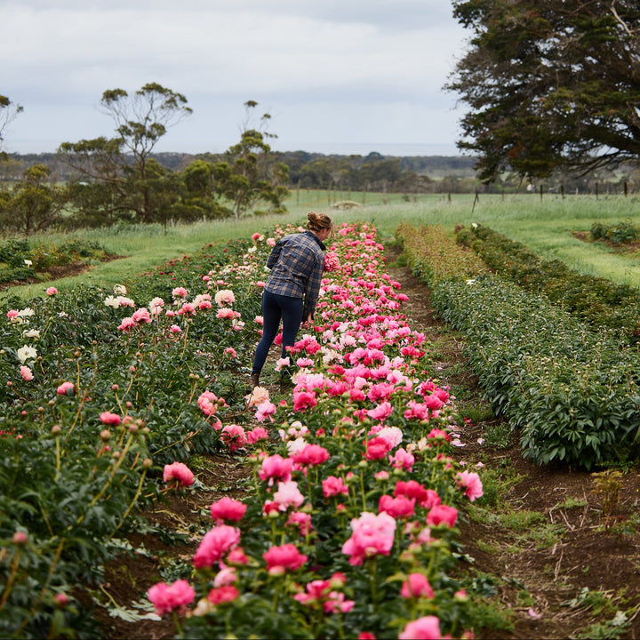 Peony Felix Supreme Root Stock (NOT TO WA)