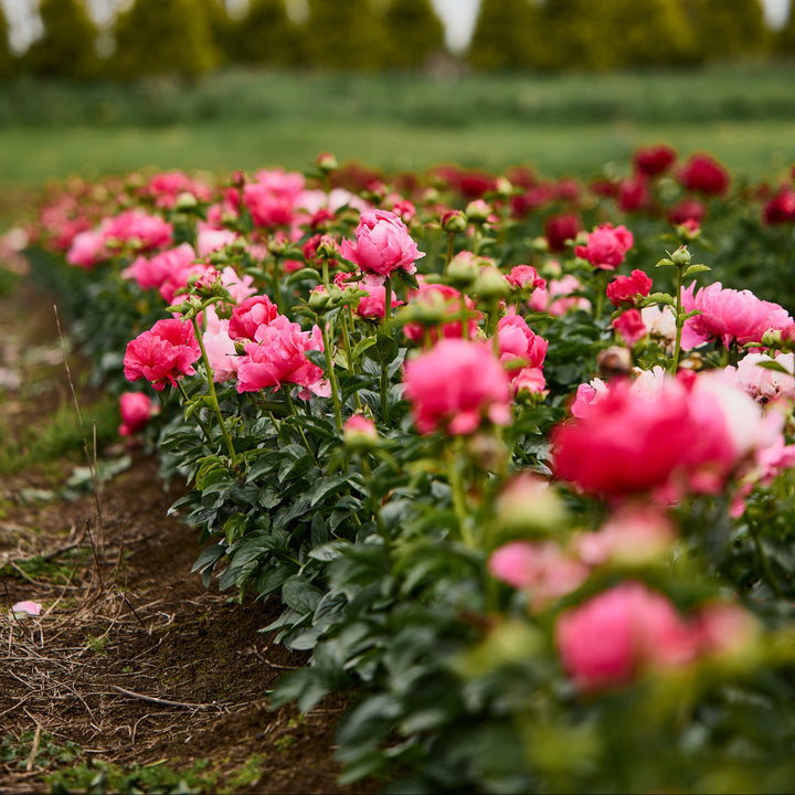Peony Felix Supreme Root Stock (NOT TO WA)