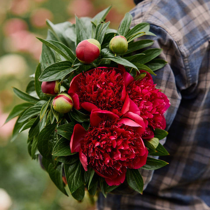 Peony Red Charm Root Stock (NOT TO WA)