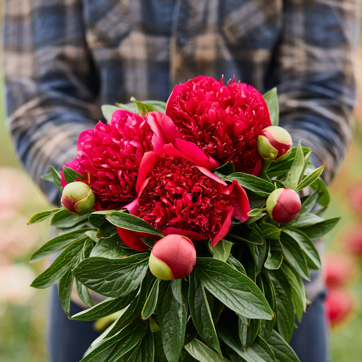 Peony Red Charm Root Stock (NOT TO WA)