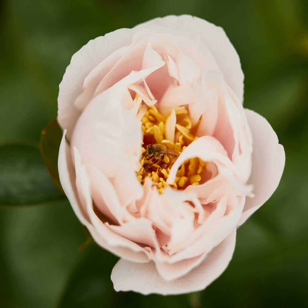 Peony Shirley Temple Root Stock (NOT TO WA)