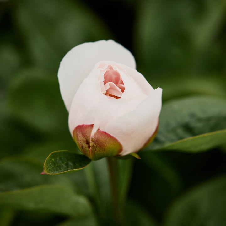 Peony Marie Lemoine Root Stock (NOT TO WA)