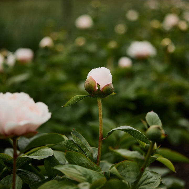 Peony Duchesse de Nemours Root Stock (NOT TO WA)
