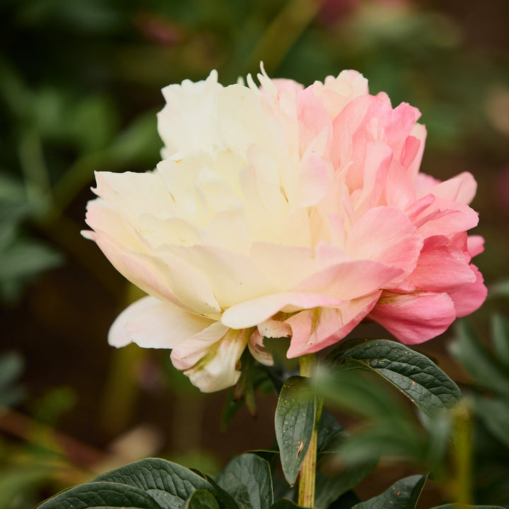 Peony Pink Parfait Root Stock (NOT TO WA)