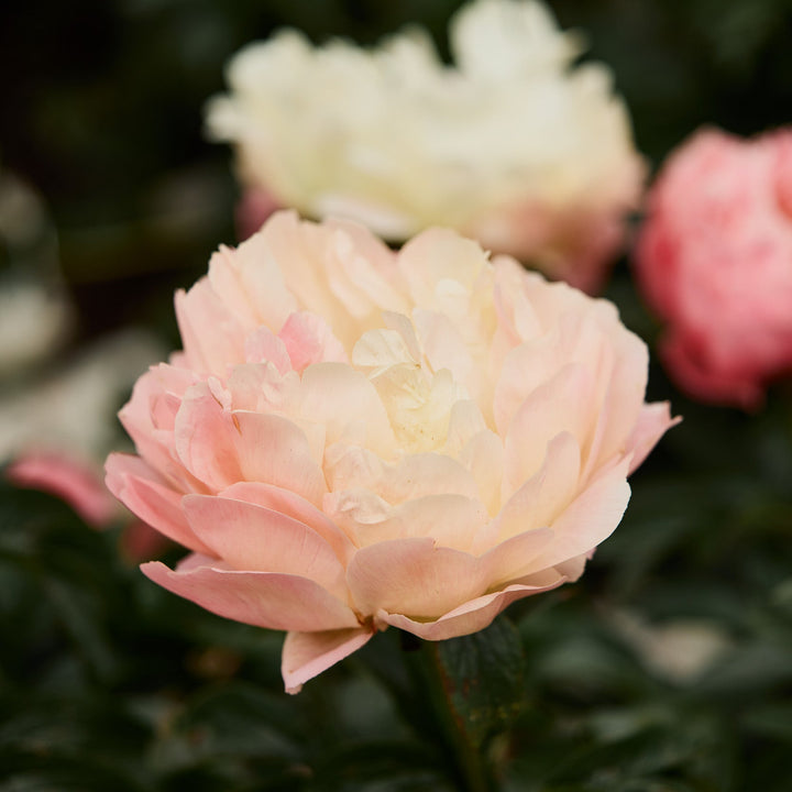 Peony Pink Parfait Root Stock (NOT TO WA)