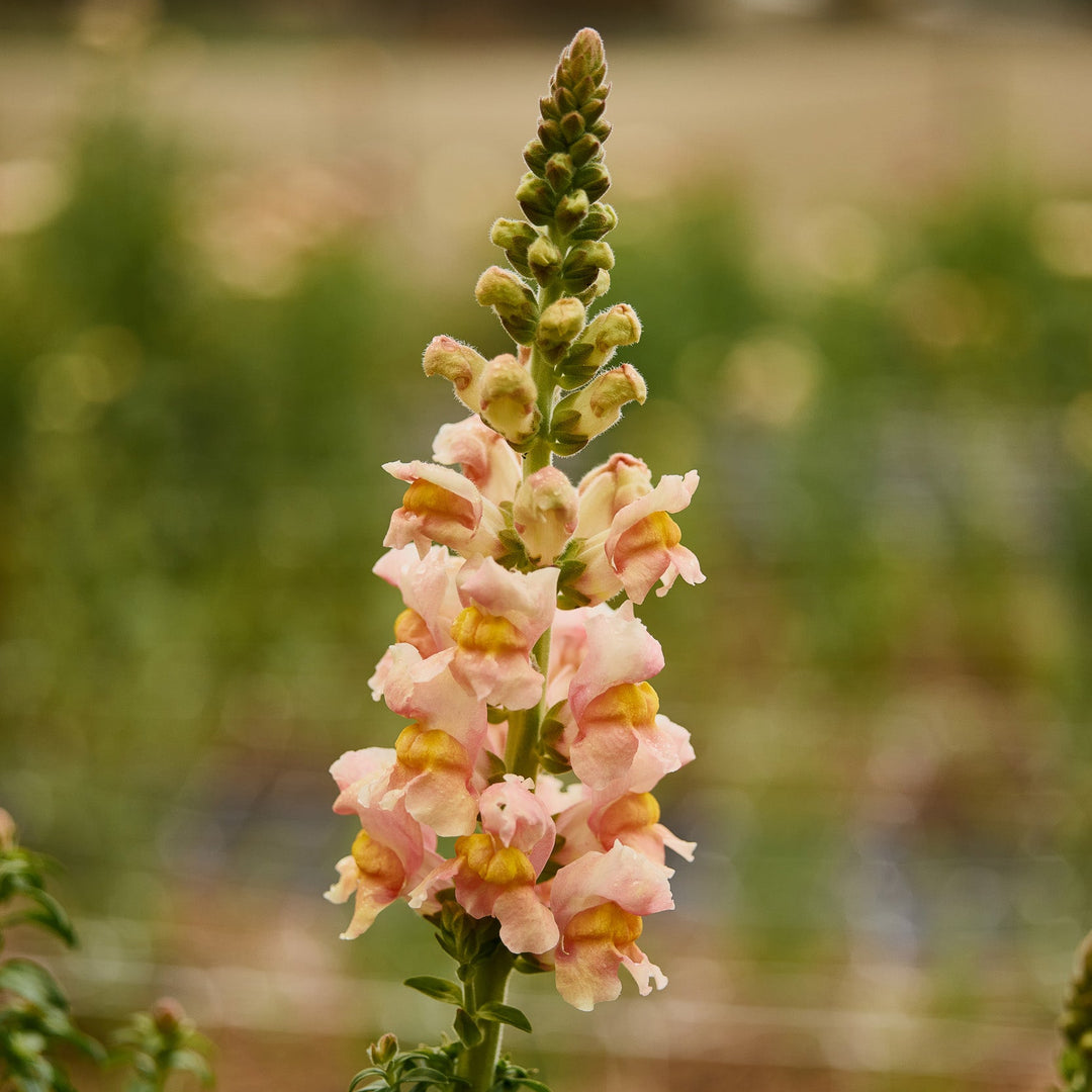 Snapdragon Costa Apricot Flower | X 50 Seeds