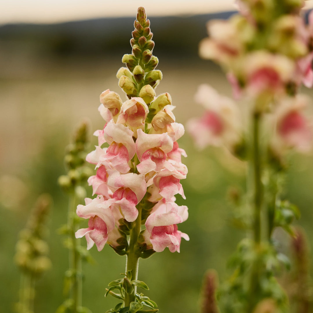 Snapdragon Avignon II Appleblossom Flower | X 50 Seeds