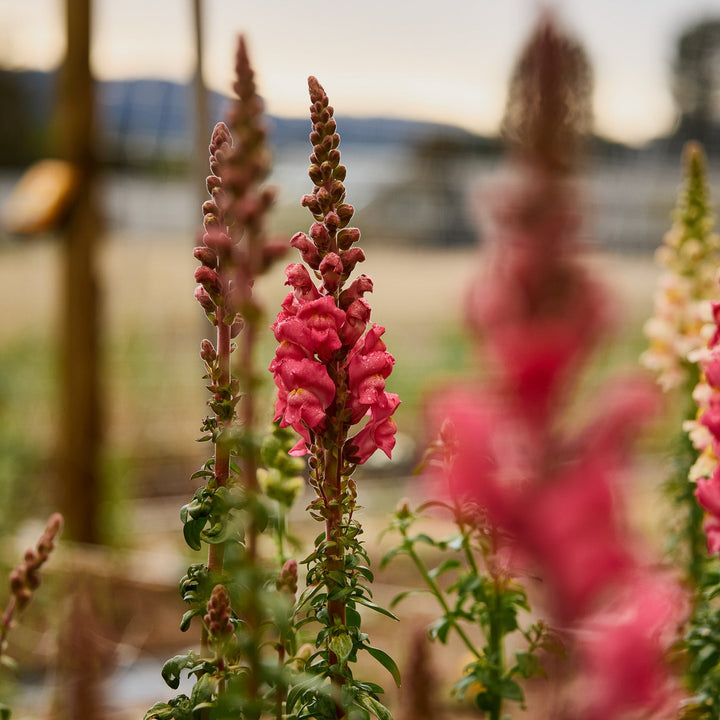 Snapdragon Potomac Cherry Rose Flower | X 50 Seeds