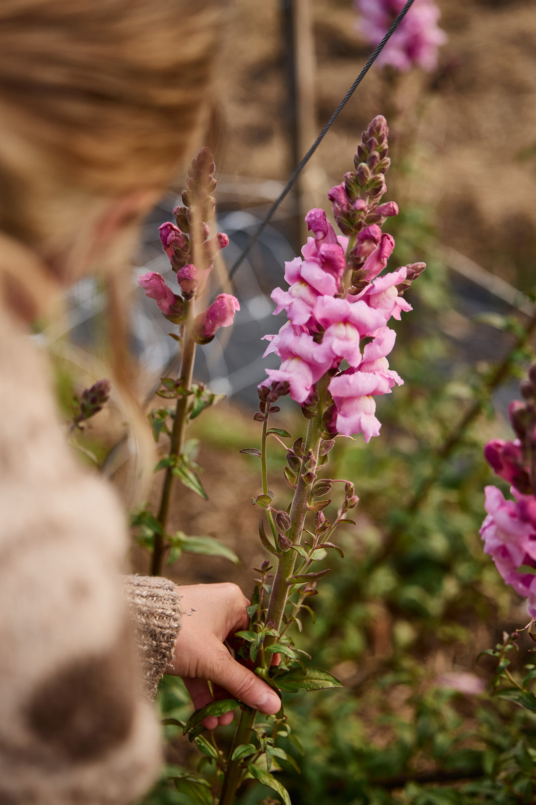 Snapdragon Opus III Lavender Flower | X 50 Seeds